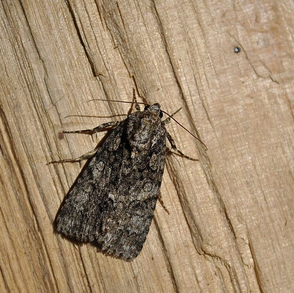 Acronicta (Viminia) rumicis